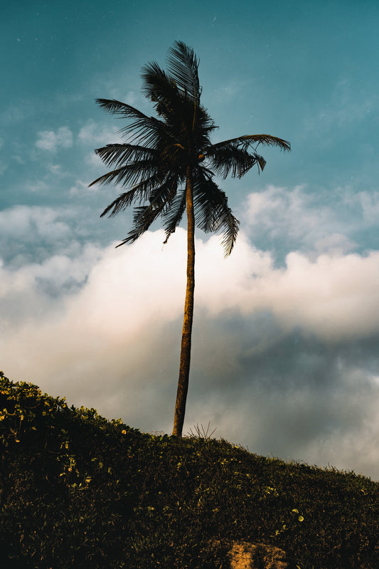 Tunes to Roam With - Riffs and Rafts